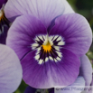 Viola cornuta Gehoerntes Veilchen Horned Pansy 2.jpg