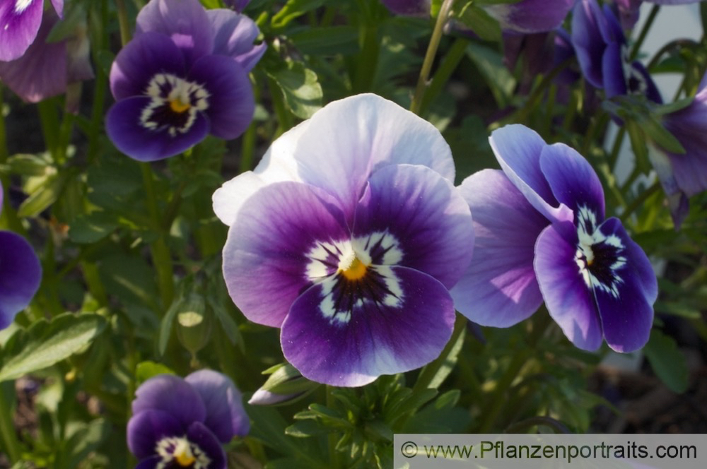 Viola cornuta Gehoerntes Veilchen Horned Pansy.jpg