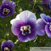 Viola cornuta Gehoerntes Veilchen Horned Pansy.jpg