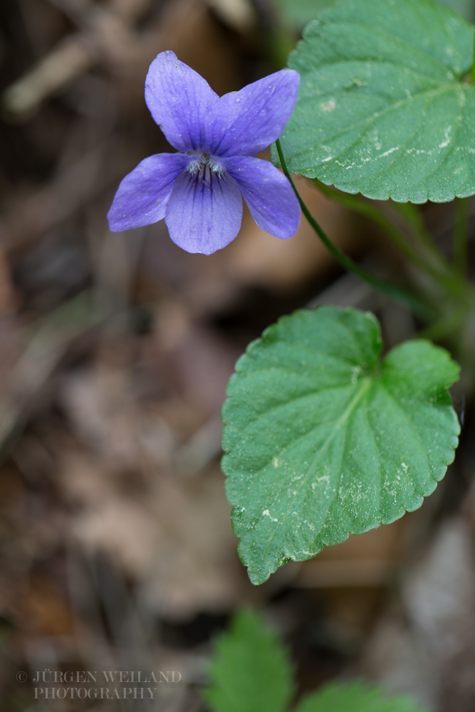 Viola reichenbachiana Wald-Veilchen Early Dog-Violet.jpg