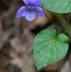 Viola reichenbachiana Wald-Veilchen Early Dog-Violet.jpg