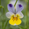 Viola tricolor Wildes Stiefmütterchen Heartsease Wild Pansy 2.jpg