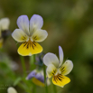 Viola tricolor Wildes Stiefmütterchen Heartsease Wild Pansy 4.jpg