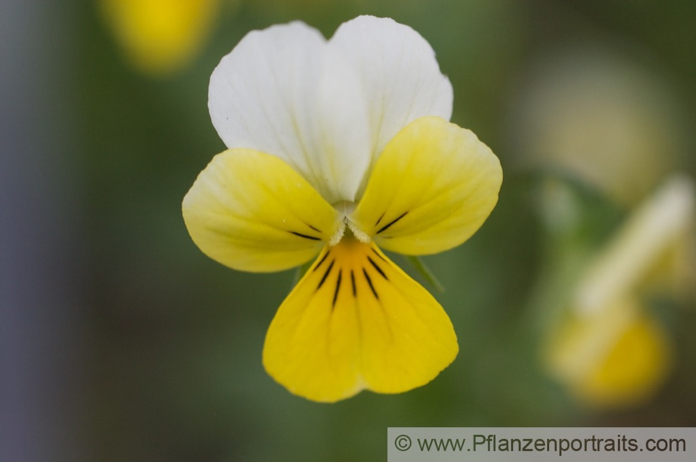 Viola tricolor Wildes Stiefmütterchen Heartsease Wild Pansy.jpg