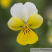 Viola tricolor Wildes Stiefmütterchen Heartsease Wild Pansy.jpg
