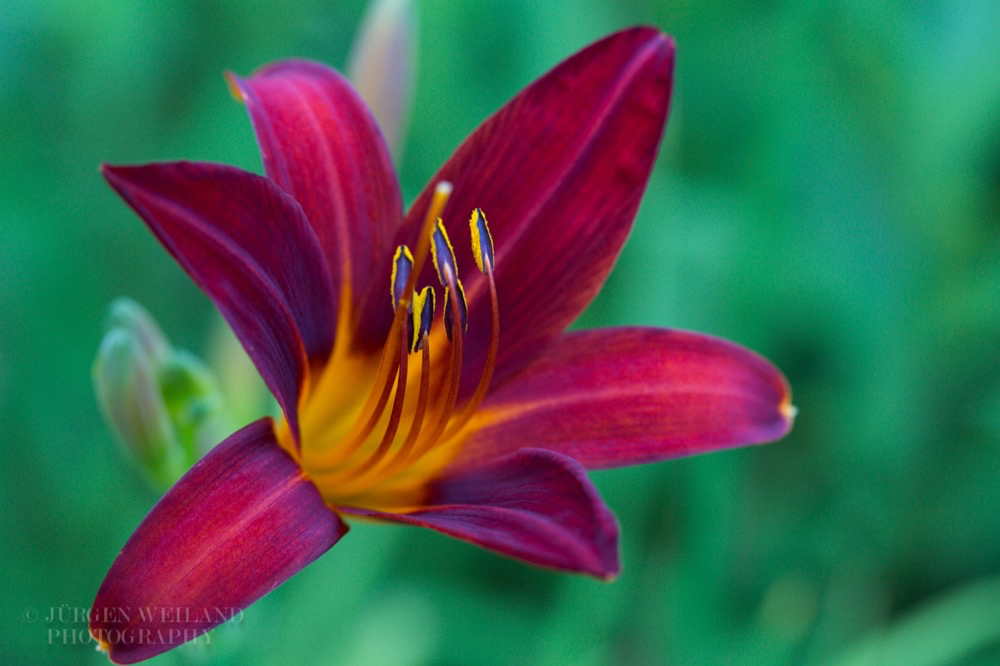 Hemerocallis fulva Braunrote Taglilie Tiger Daylily.jpg