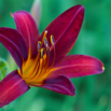 Hemerocallis fulva Braunrote Taglilie Tiger Daylily.jpg