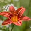 Hemerocallis Taglilie Day Lily 2.jpg