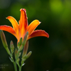 Hemerocallis Taglilie Day Lily.jpg